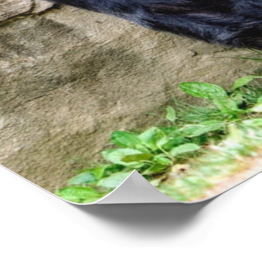 Sparen de Gorillas Poster (Hoek)