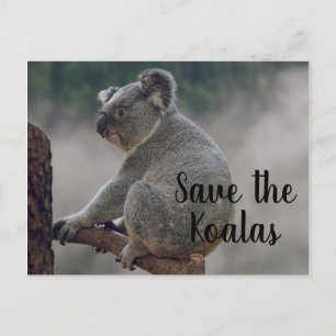 Sparen de Koalas Briefkaart