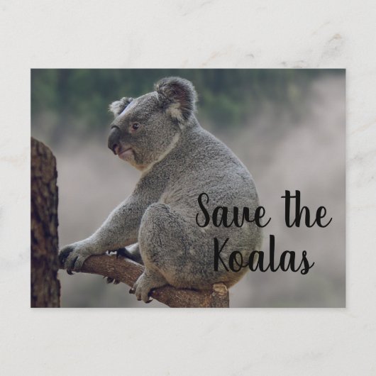Sparen de Koalas Briefkaart (Voorkant)