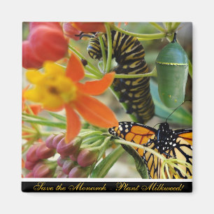 Sparen de Monarch Magnet