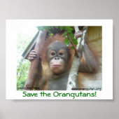 Sparen de Orangutans Poster (Voorkant)