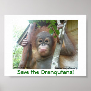 Sparen de Orangutans Poster
