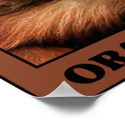 Sparen de Orangutans Poster (Hoek)