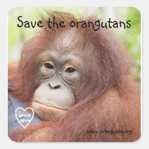 Sparen de Orangutans Vierkante Sticker
