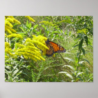 Sparen de staaf bederft de vlinder poster