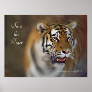 Sparen de tijger Amur Siberian Tiger Poster