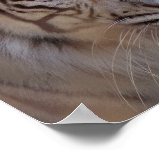 Sparen de Witte Tijger van de Tijger Poster (Hoek)