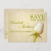 Sparen het Briefkaart van de Datum Enige Witte Roo (Voorkant / Achterkant)