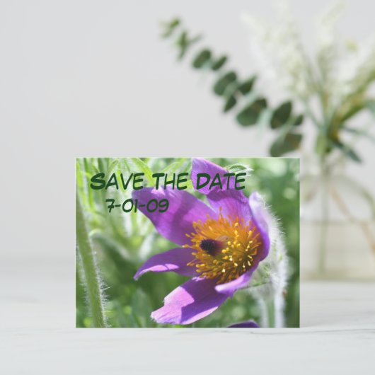 Sparen het Briefkaart van de Foto van de Pasque va (Staand voorkant)