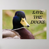 Sparen het Poster van Ducks (Voorkant)