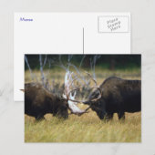 Sparing Moose Wildlife Series # 12 Briefkaart (Voorkant / Achterkant)