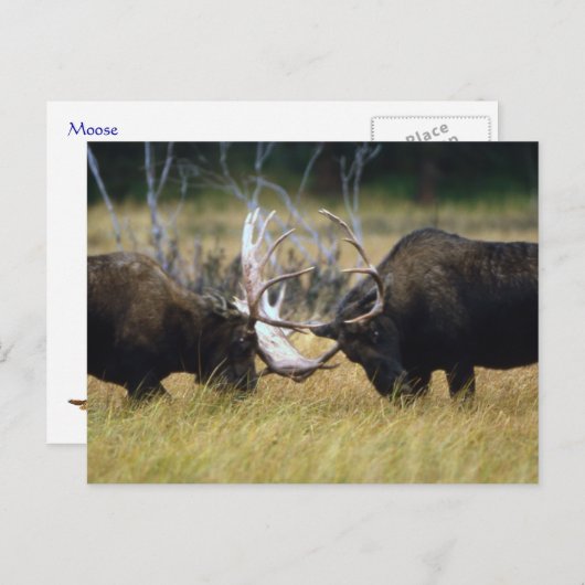 Sparing Moose Wildlife Series # 12 Briefkaart (Voorkant / Achterkant)