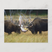 Sparing Moose Wildlife Series # 12 Briefkaart (Voorkant)