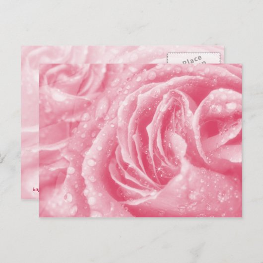 Sparkling Pink Rose Briefkaart (Voorkant / Achterkant)