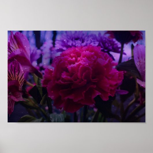 Sparkly Carnly Poster (Voorkant)