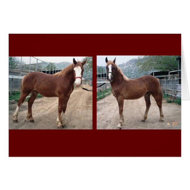 Sparky & Susie (Voorkant Horizontaal)