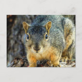 Sparky the Squirrel Briefkaart (Voorkant)
