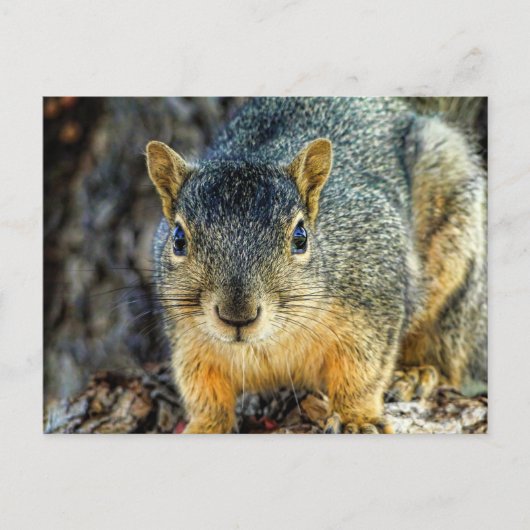Sparky the Squirrel Briefkaart (Voorkant)
