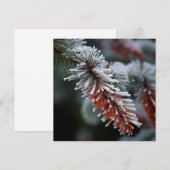 Sparren met vorst kerstgroet kaart (Voorkant / Achterkant)