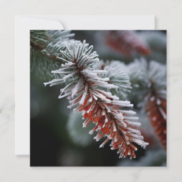 Sparren met vorst kerstgroet kaart