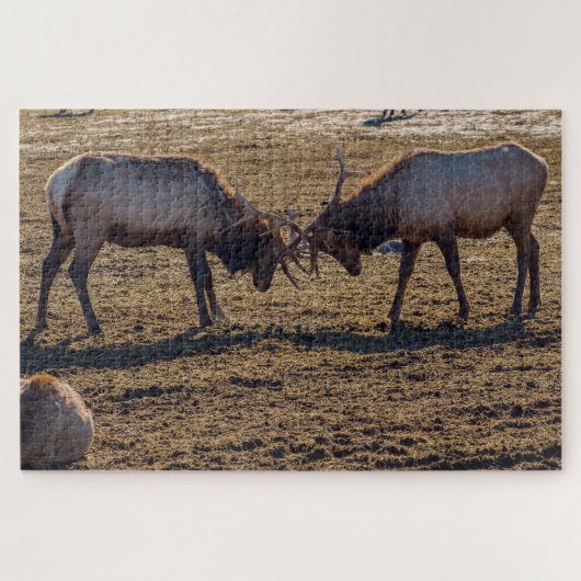 Sparring Bull Elk Legpuzzel (Horizontaal)