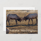 Sparring Elk Yakima Washington USA Briefkaart (Voorkant / Achterkant)