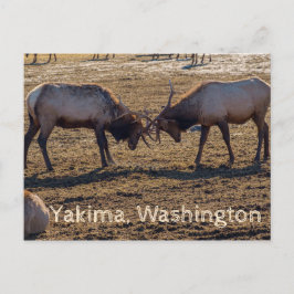 Sparring Elk Yakima Washington USA Briefkaart