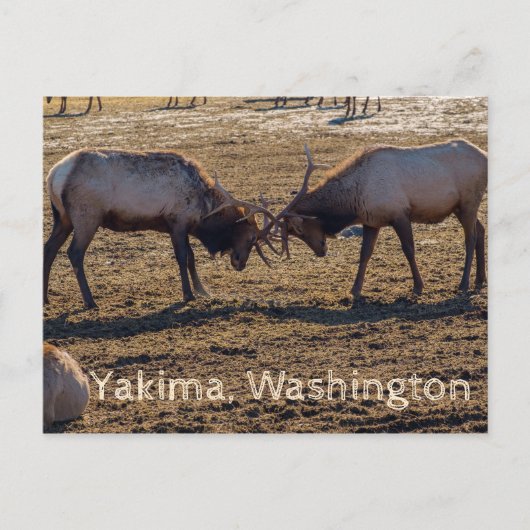 Sparring Elk Yakima Washington USA Briefkaart (Voorkant)