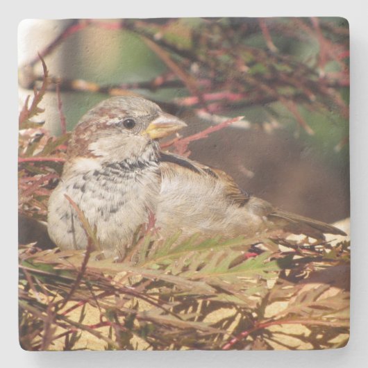 Sparrow - Backyard Bird Series -    Onderzetter (Voorkant)