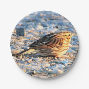 Sparrow Bird Papieren Bordje