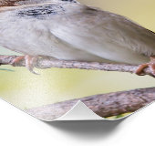 Sparrow Bird Photography Foto Afdruk (Hoek)