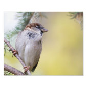Sparrow Bird Photography Foto Afdruk (Voorkant)