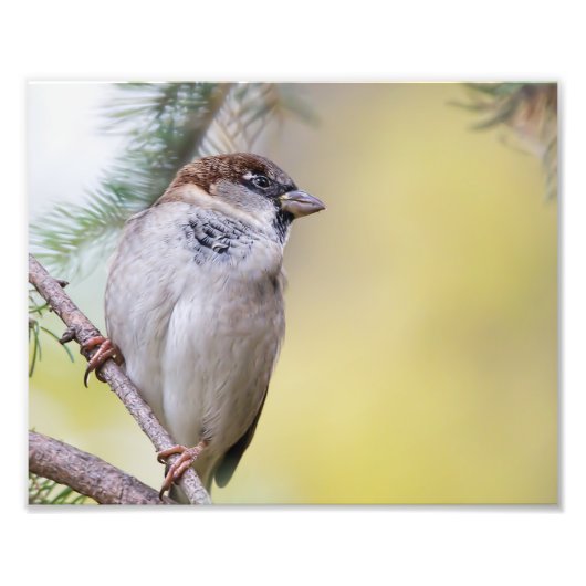 Sparrow Bird Photography Foto Afdruk (Voorkant)