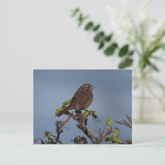 Sparrow Blue Sky Briefkaart (Staand voorkant)