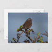 Sparrow Blue Sky Briefkaart (Voorkant / Achterkant)