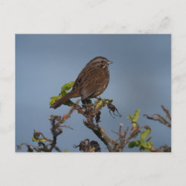 Sparrow Blue Sky Briefkaart