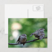 Sparrow Briefkaart (Voorkant / Achterkant)