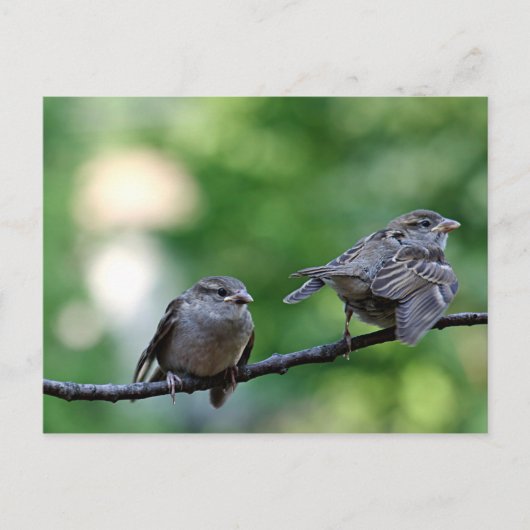 Sparrow Briefkaart (Voorkant)