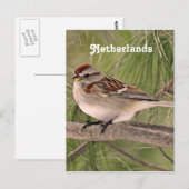 Sparrow Briefkaart (Voorkant / Achterkant)
