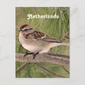 Sparrow Briefkaart (Voorkant)