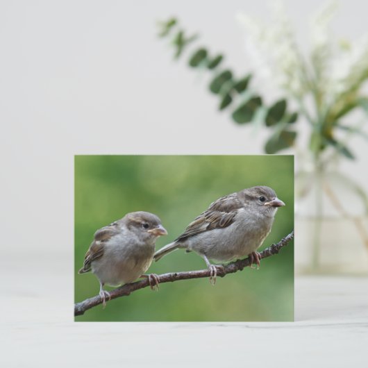 Sparrow Briefkaart (Staand voorkant)