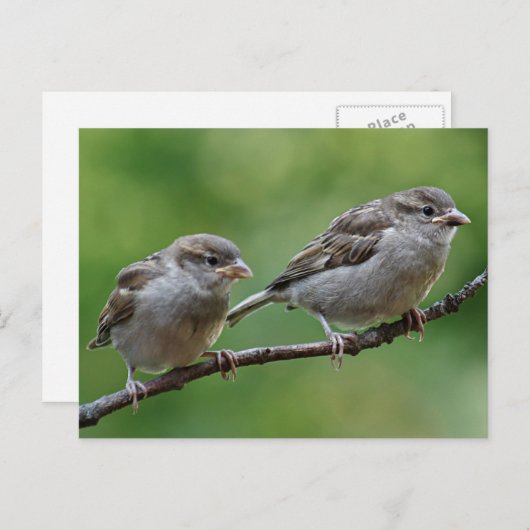 Sparrow Briefkaart (Voorkant / Achterkant)