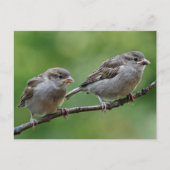 Sparrow Briefkaart (Voorkant)