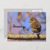 Sparrow Briefkaart (Voorkant / Achterkant)