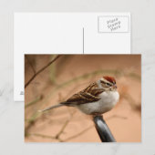 Sparrow Briefkaart (Voorkant / Achterkant)