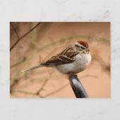 Sparrow Briefkaart (Voorkant)