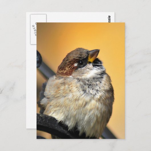 Sparrow Briefkaart (Voorkant / Achterkant)