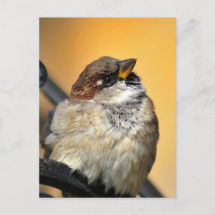 Sparrow Briefkaart