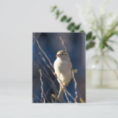 Sparrow Briefkaart (Staand voorkant)