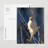 Sparrow Briefkaart (Voorkant / Achterkant)